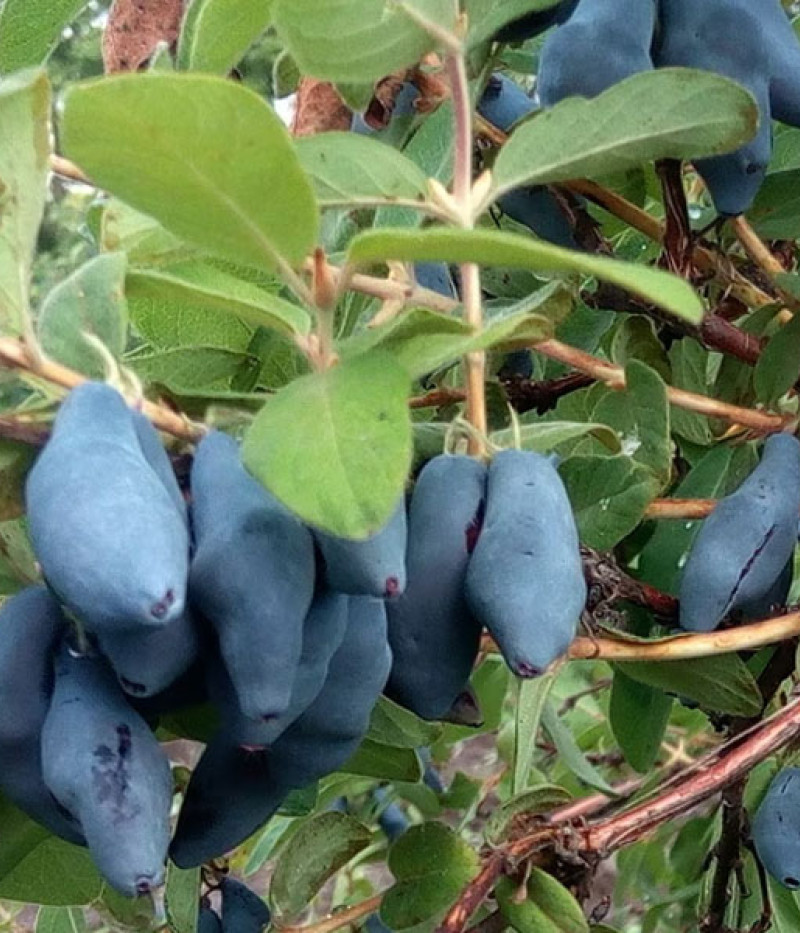Zemolez (Lonicera caerulea) USLADA - Tutifruti SK