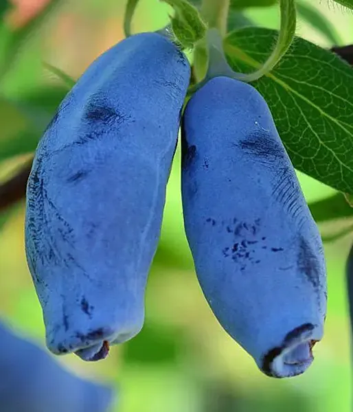 Honeysuckle-Haskap SILGINKA