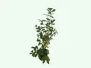 Honeysuckle-Haskap VOSTORG - Tutifruti SK