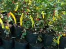 Blaubeere (Lonicera caerulea var. kamtschatica) WILLA®
