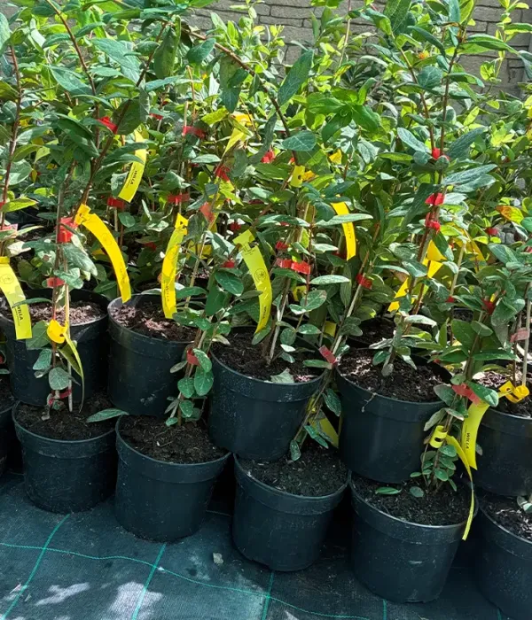 Blaubeere (Lonicera caerulea) WILLA®