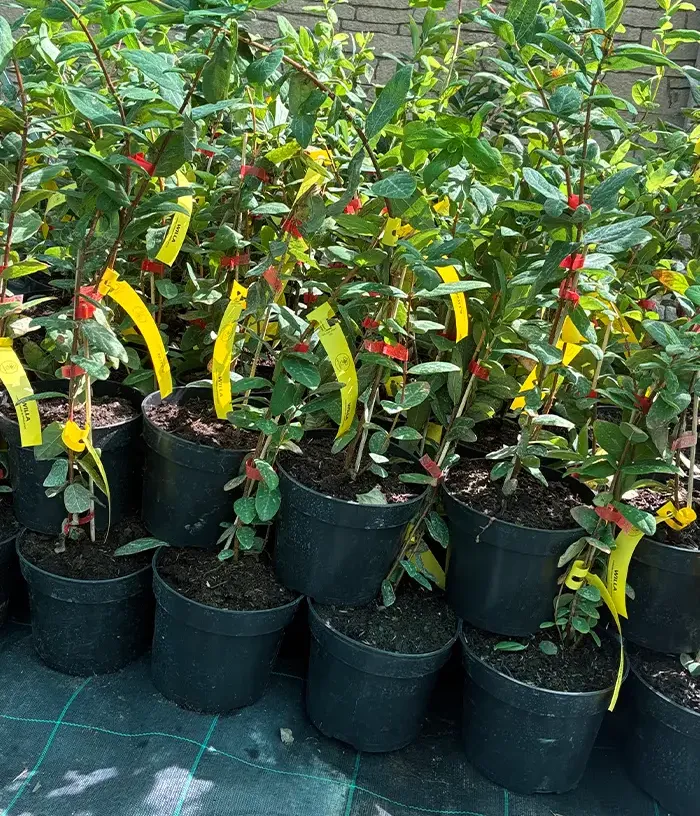 Blaubeere (Lonicera caerulea var. kamtschatica) WILLA®