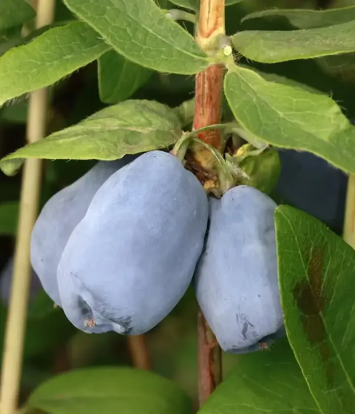 Honeysuckle-Haskap MISAKI®