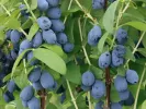Blaubeere (Lonicera caerulea var. kamtschatica) WILLA®
