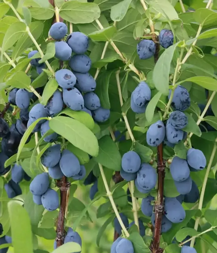 Blaubeere (Lonicera caerulea var. kamtschatica) WILLA®