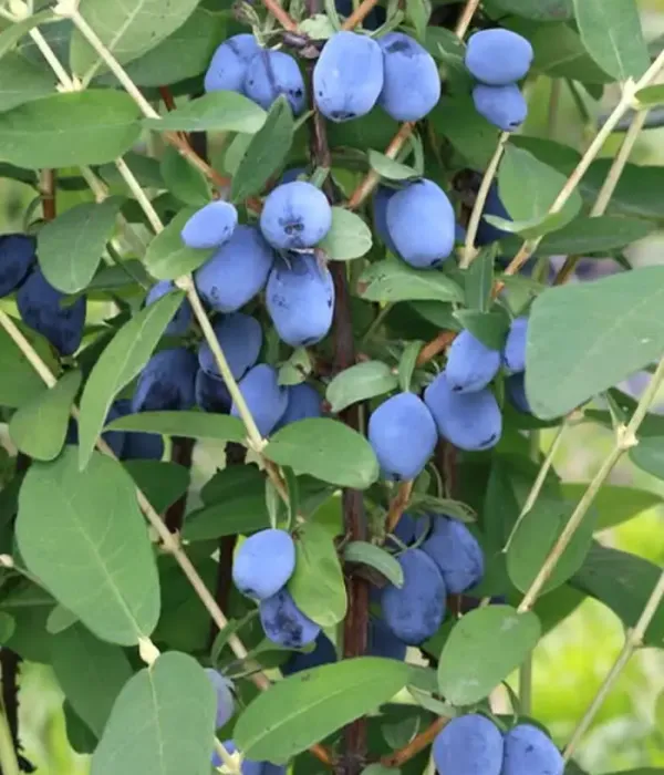 Zemolez (Lonicera caerulea) MAXIN®