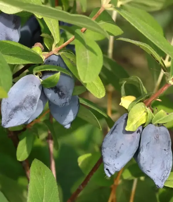 Blaubeere (Lonicera caerulea) TOYA®