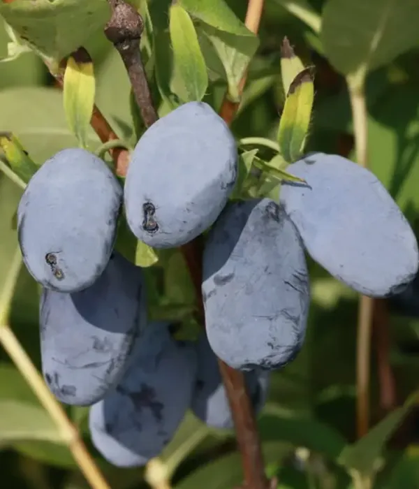 Blaubeere (Lonicera caerulea) MINORU®
